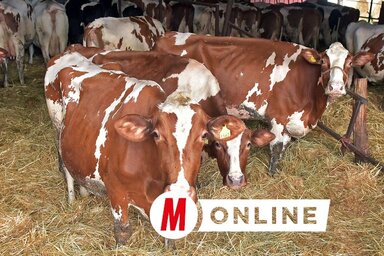 Gergely Árpád felvétele