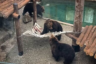 PrintScreen/Beo Zoo Vrt/Instagram