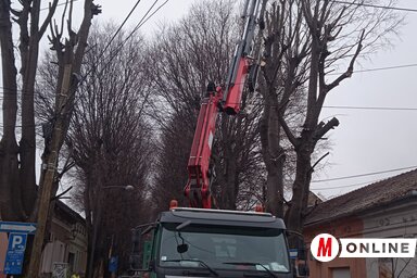 A Lukijan Mušicki utcában 70 fa esetében „beavatkozásra” készülnek a kertészek (Fotó: Szeli Balázs felvétele)