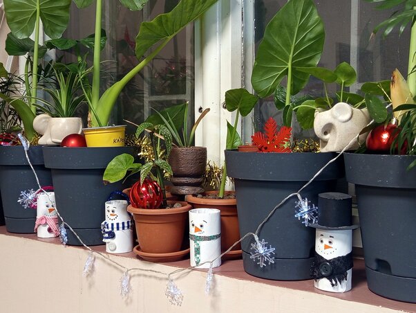 Karácsonyi hangulat a szobanövények között is (Benedek Miklós felvétele)