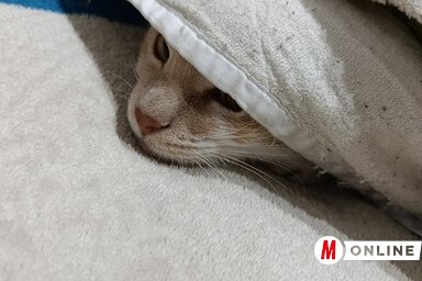 Soma intézkedett, majd a hálószobában, a takaró alatt megvárta az új évet (Fotó: Kopasz Tamás felvétele)