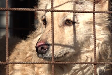 A Pannon RTV munkatársai adománygyűjtést szerveztek a szabadkai Njuškice Állatvédő Egyesület javára (Fotó: Pannon RTV/Kovács Róbert)