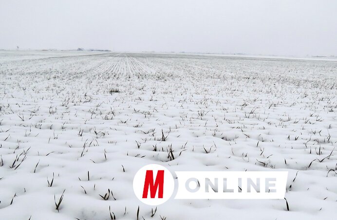 Jó állapotban vannak a kalászosok (Kecskés István felvétele)