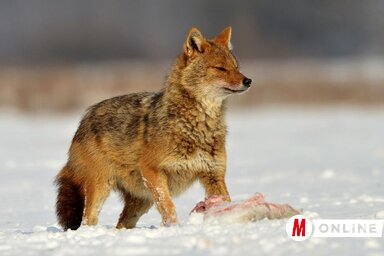 Gergely József korábbi felvétele