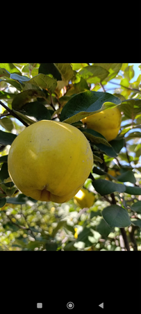 Az új hibrid fajoknak szinte semmi illatuk nincs, a régi fajták közelében viszont érés idején teljes erejével „megcsap” a finom birsalmaillat