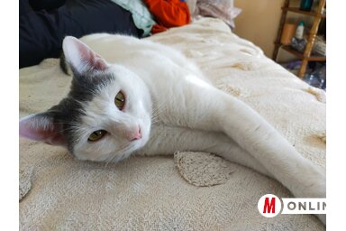 Kopasz Tamás felvétele