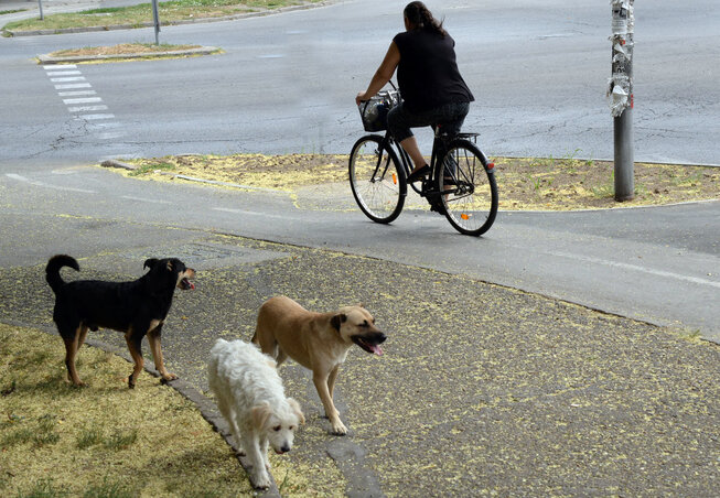 Dávid Csilla felvétele