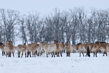 Hortobágyi Nemzeti Park Igazgatósága/Csobán Péter