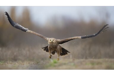 A földbe ásott lesből tudják nyomon követni az egyedszámot / Fotó: Szekeres Levente