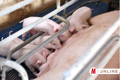 Ótos András felvétele