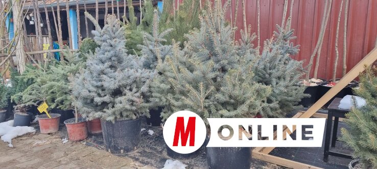 A földlabdás fenyő környezettudatosabb megoldás (Fotó: Kancsár Izabella)