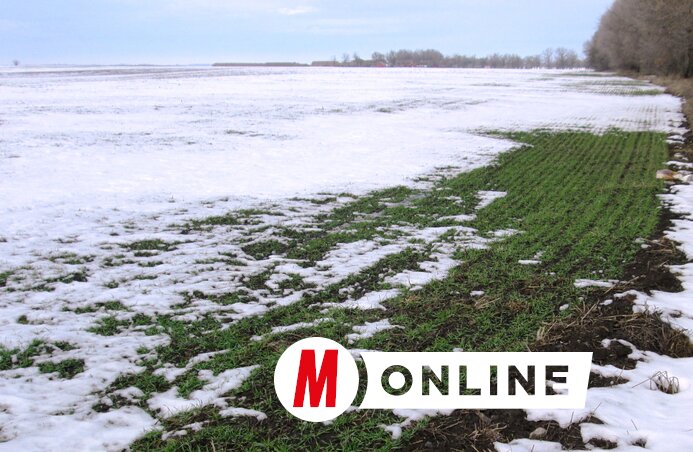 A lassú olvadás a nedvesség-utánpótlás szempontjából előnyös (Fotó: Tóth Péter)