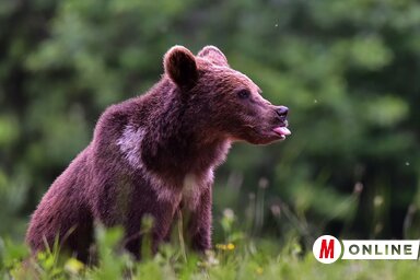 Gergely József felvétele