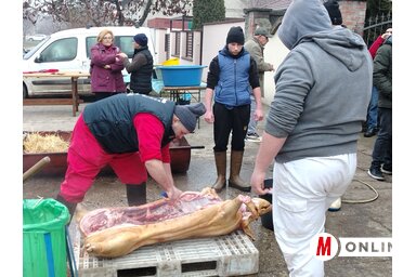 Orjára szedték szét a sertéseket/Tóth Péter felvétele