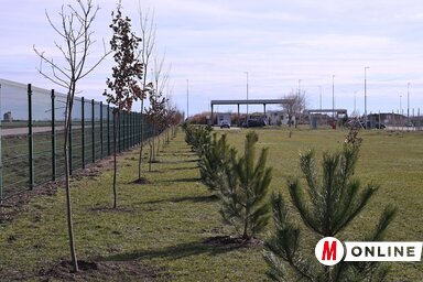 Körülbelül 2000 fát és bokrot telepítenek az intézmény békovai telephelye köré több, mint öt kilométer hosszúságban (Fotó: Molnár Edvárd felvétele)