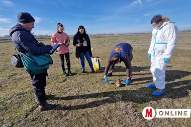 A természetvédelmi és állategészségügyi felügyelőség begyűjtötte az elhullott sólymot (Fotó: Gergely József felvétele)