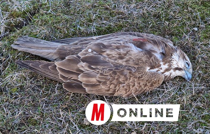 Az elpusztult kerecsensólyom a Csóka és Zenta közti legelőn (Fotó: Gergely József felvétele)