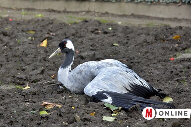 Gergely József felvétele