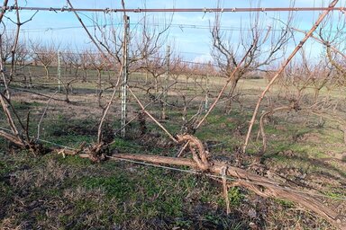 Kazinczy Paszterkó Diana