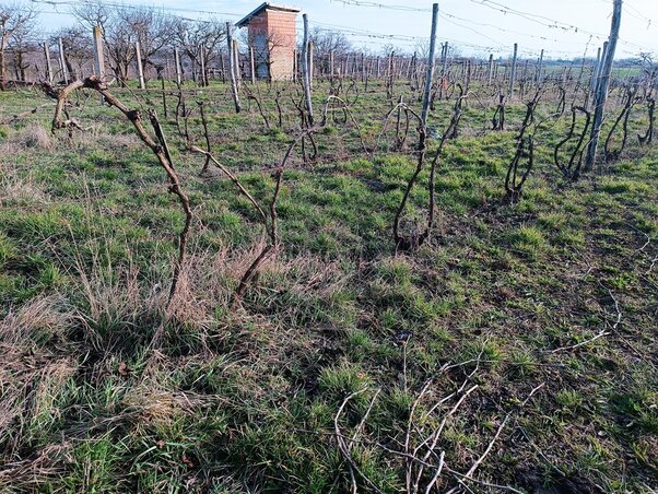 Metszés után / Fotó: Kazinczy Paszterkó Diana