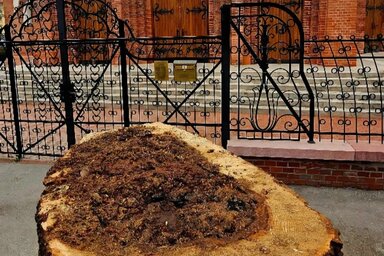 Gyivánovity Dániel hangsúlyozta, hogy a elkorhadt fák helyére újakat fognak ültetni (Fotó: Gyivánovity Dániel/Facebook)