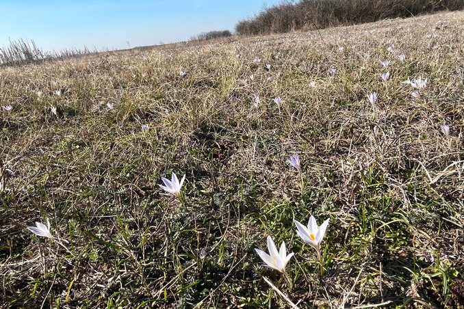 Jellegzetes fehér, kékeslila, albínó, azaz csík nélkül virágzó sáfrányokat figyeltek meg az érdeklődők / Fotó: Herceg Elizabetta