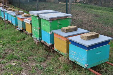 A méhek az idén először február derekán szálltak ki tisztuló repülésre (Fotó: Csincsik Zsolt/Ábrahám József)