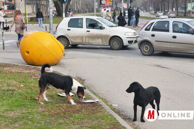 Az állatjóléti csapat március 7-én tartja meg az országos programját (Fotó: Dávid Csilla illusztrációja)