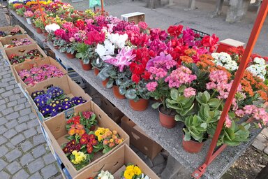 Virágok és tavaszi cserepes növények a zentai piacon nőnap előtt (Kállai Göblös Nikoletta felvétele)