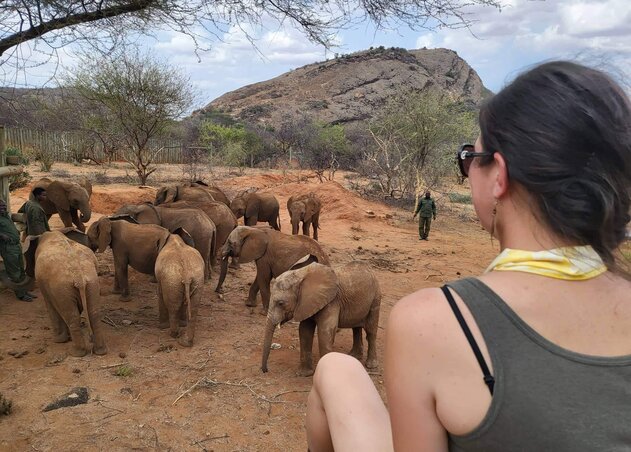 Hillender Tímea/Az elefántpopuláció az elmúlt évtizedekben drasztikusan csökkent