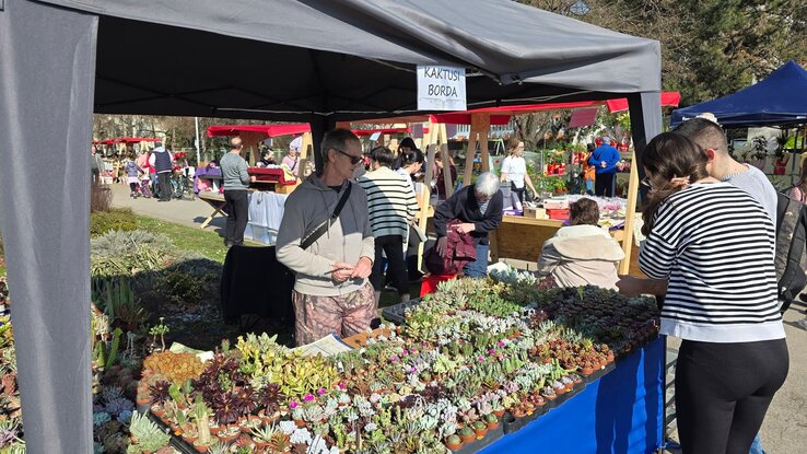 A temerini Borda család standjánál sokan válogattak a különleges kaktuszok és pozsgások között