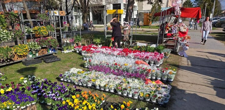 Virágok sokasága tette még színesebbé a nőnapi vásár hangulatát