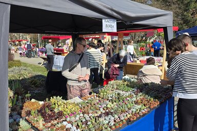 A temerini Borda család standjánál sokan válogattak a különleges kaktuszok és pozsgások között (Fotó: Varga Zoltán felvétele)