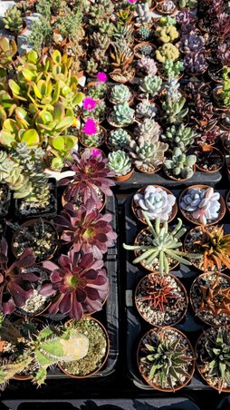 Apró csodák cserépben (Fotó: Varga Zoltán felvétele)