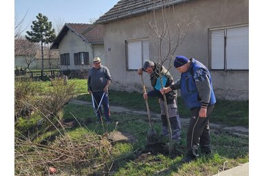 Törökfaluban 250 facsemetét telepítenek / Ada község önkormányzata