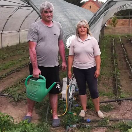 A fóliasátrakban egész nap van teendő / Fotó: Tóth Péter