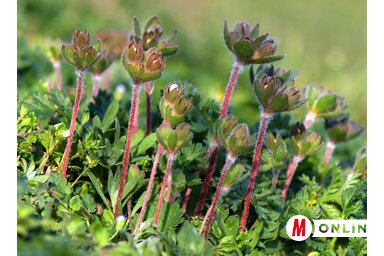 Gergely József felvétele