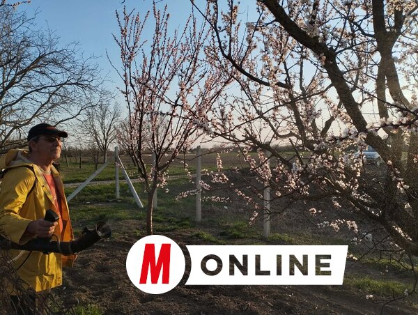 A vegyszermentes permetezés nemcsak a földi epernek, hanem a gyümölcsfáknak is fontos (Fotó: Kancsár Izabella)