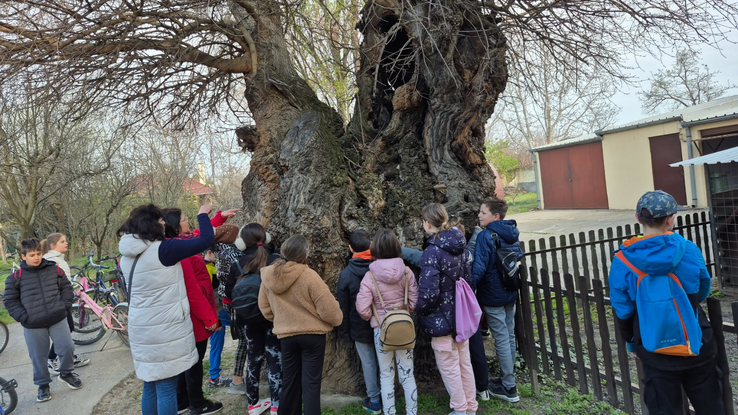 A 200 éves eperfa / Ökobecse Polgári Egyesület felvétele