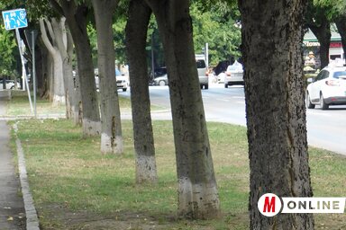 A faj egyik markáns képviselője – újvidéki vonatkozásban – a Modena utca végén terebélyesedő faóriás volt, amelyet a 2023 júliusában tomboló vihar döntött ki (Fotó: Buzás Mihály felvétele)