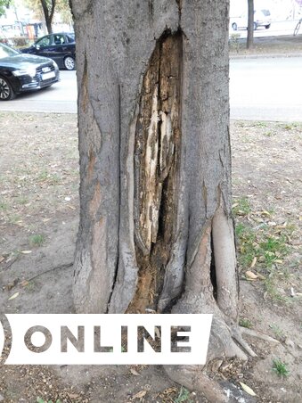 Buzás Mihály felvétele