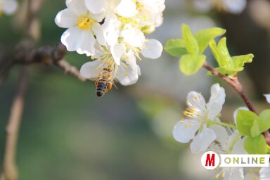 A méhecskék márciusban már gyűjtögetnek (Fotó: Tóth Péter felvétele)