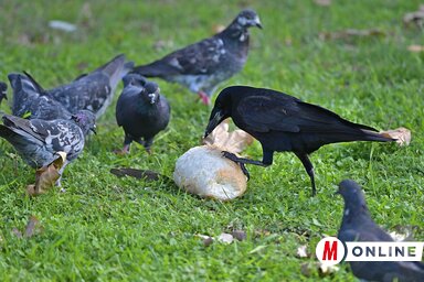 Gergely József felvétele