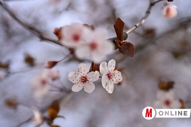 Molnár Edvárd felvétele