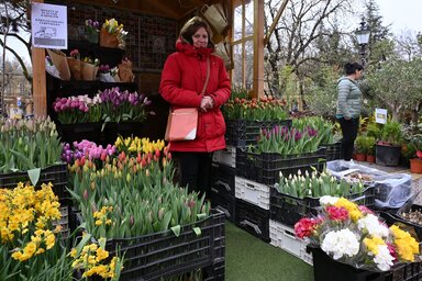 A tulipán színei különböző jelentéssel bírnak / Fotó: Molnár Edvárd