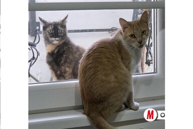 Közben a másik macska – az, amelyik hivatalosan nem a miénk, de gyakorlatilag nálunk él – vemhes lett (Fotó: Kopasz Tamás felvétele)