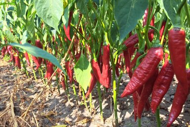 Szépen termő Árpás-paprika (Fotó: Árpás Róbert archívumából)
