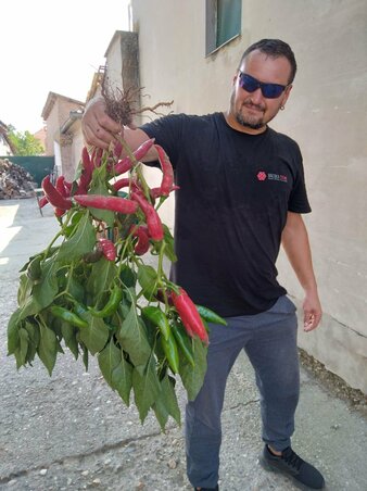 Árpás Róbert a gazdag paprikaterméssel (Fotó: Árpás Róbert archívumából)