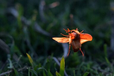 Gergely József felvétele
