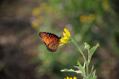 Illusztráció (Pixabay)